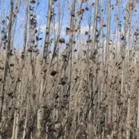 ریش|خدمات باغبانی و درختکاری|بکتاش, |دیوار