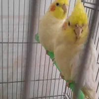 فروش ویژه عروس هلندی|پرنده|اصفهان, شهرک کاوه|دیوار