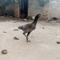 برهما اصل و لاری اصل افقان|حیوانات مزرعه|بندر ترکمن, |دیوار