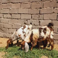 سه تا چپش نری خوشگل پاکستانی فروشی