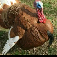 بوقلمون بوربورن نر