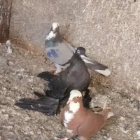 شکار کبوتر|پرنده|مراغه, |دیوار