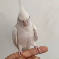 عروس هلندی ماده البینو آماده دستی