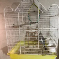 عروس هلندی سینامون ماده