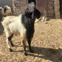 فروش یک عدد تک شاد و یک عدد بره نر