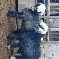 بره نر قوچی|حیوانات مزرعه|حسن آباد, |دیوار