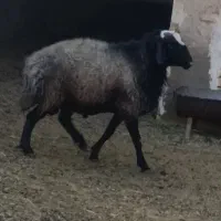 قوچ سیاه کبود