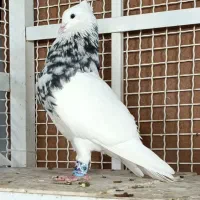 طوقی الماسی نر عطیقه مهر مهر