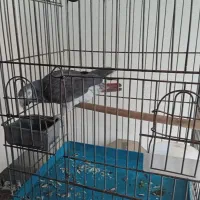 کاسکو سخنگو بدون پرکنی|پرنده|نجف‌آباد, کهریزسنگ|دیوار