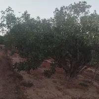 بریدن درخت با اره موتوری