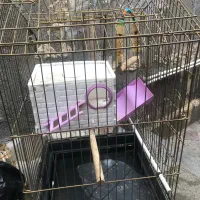 قفسه پرندگان