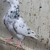 کفتر پرشی|پرنده|تهران, خزانه|دیوار
