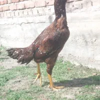 مرغ لاری چیل