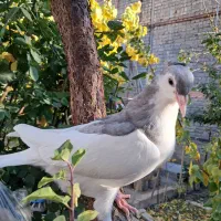 جوجه خال تک لنگ نر