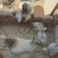 مزرعه برهما جوجه برهما مرغ خروس برهما مولد فروشی|حیوانات مزرعه|تهران, تهرانپارس شرقی|دیوار