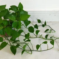 گل دیفن|گل و گیاه طبیعی|قروه, |دیوار