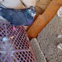 کبوتر طوقی|پرنده|اهرم, |دیوار