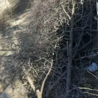 چوب خشک عناب وتوت .