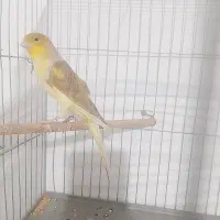 قناری ماده|پرنده|پاکدشت, پاکدشت (مامازند)|دیوار