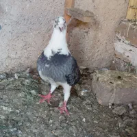 کفترقلدر