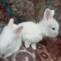 خرگوش خانگی سالم باهوش|موش و خرگوش|ممقان, |دیوار