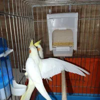 عروس هلندی لوتینو|پرنده|بندر انزلی, کلیور|دیوار