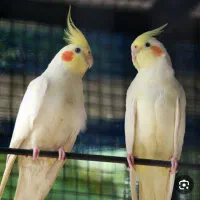 ۲عددعروس هلندی گمشده|پرنده|بروجن, |دیوار