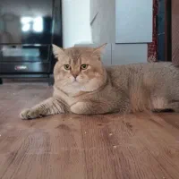 گربه شورت هیر بریتیش کشش جفت وارداتی