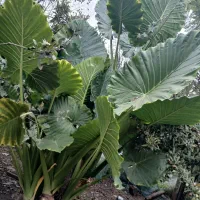 گل باباآدم|گل و گیاه طبیعی|آستانه اشرفیه, |دیوار