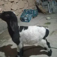 بره ماده شیری