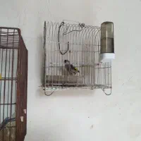 فروش سهره بزرگ و گلبسر و قناری ماده ابلغ سرخ|پرنده|چمستان, |دیوار