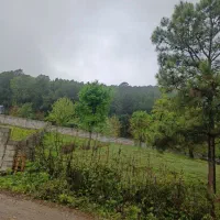 ۲۴۰ متری کوهپایه ای بر جاده رودبارسرا به اولم|فروش زمین و ملک کلنگی|رضوانشهر, |دیوار