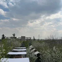 کافه سبز