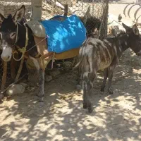 کره الاغ خر