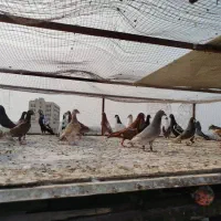 کبوتر|پرنده|شیراز, فضل‌آباد|دیوار