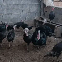 تخم نطفه دار و بوقلمون بالغ (جوان)