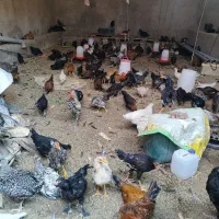 فروش تخم مرغ محلی
