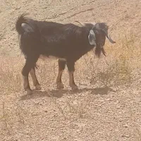 چبش .،نر بز یک ساله