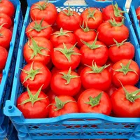 دوره آموزشی گلخانه هیدروپونیک و خاکی با مدرک معتبر|خدمات آموزشی|تهران, نجات اللهی|دیوار