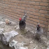 تخم مرغ گلین