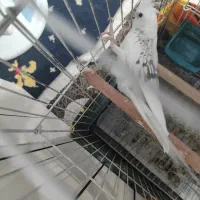 ی جفت عروس هلندی