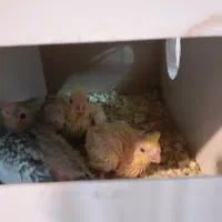 یک جفت عروس هلندی بالغ و کارداده|پرنده|فردوس (خراسان), |دیوار