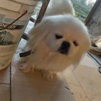 پکنیز امپریال ماده خالص