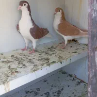 کبوتر ساده