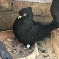 زاغ چشمنوک ماده مست مست بازیکن پرشی|پرنده|شاهینشهر, شهرک گلدیس|دیوار