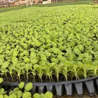 ((نشا))|گل و گیاه طبیعی|دزفول, |دیوار