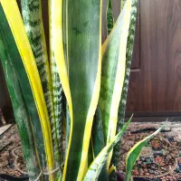 گل سانسوریا وگلدان|گل و گیاه طبیعی|شیروان (خراسان), |دیوار