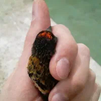 سهره گلبسرنر|پرنده|خمینیشهر, |دیوار