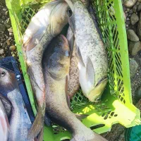 ماهی زنده فروش عمده