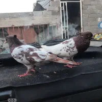 کله سرخ|پرنده|گنبد کاووس, |دیوار